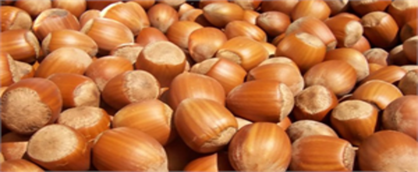 Fındık `altın` yılını yaşıyor