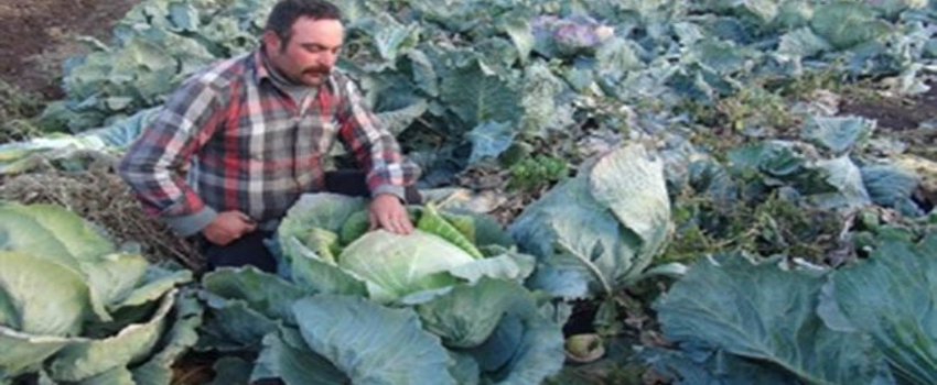 Organik Sebze Yetiştiren Mevsimlik Çiftçilere Konteyner Ev