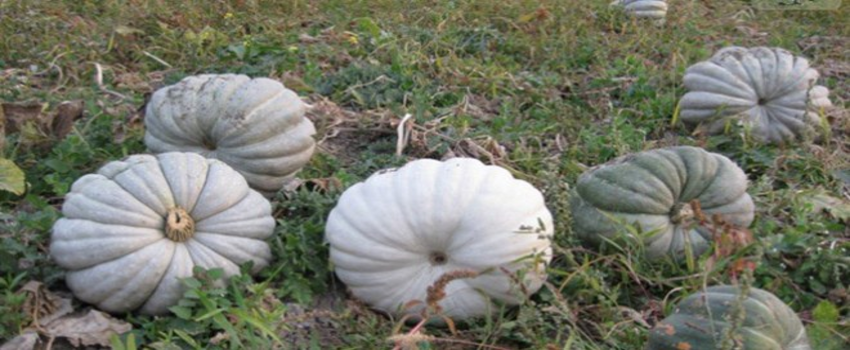 Bilecik`te, `Kestane Kabağı` Festivali