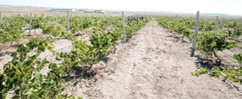 Yozgat`ta Bağcılık Gelişiyor