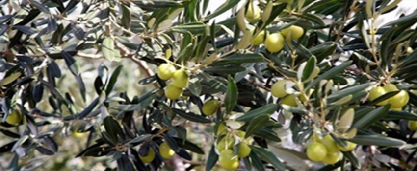 Zeytincilik Sektöründe Büyük İşbirliği