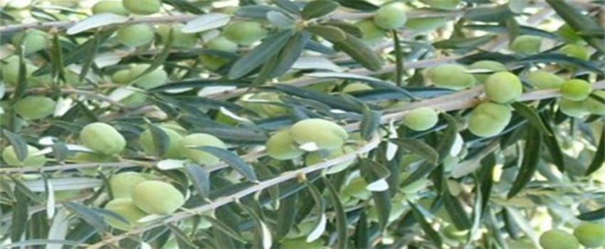 Edincik`te Zeytin Alım Kampanyası Başladı