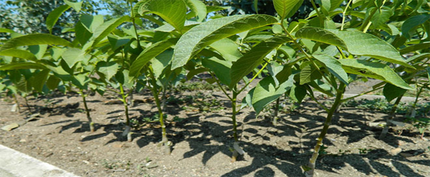 Bilecik`te Aşılı Ceviz Fidanları Yetiştiriciler ile Buluşacak