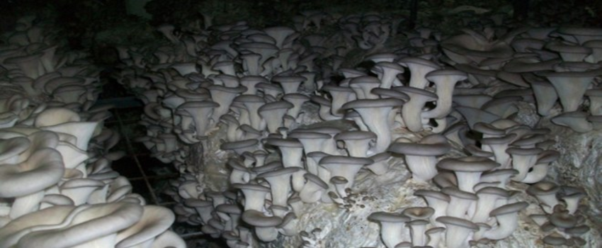 Güroymak`ta Çeltikten Sonra, Mantar Üretimine de Başlanılıyor