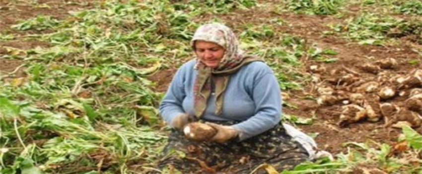 Pancar Üreticileri, Şeker Veriminin Düşüklüğünden Dertli