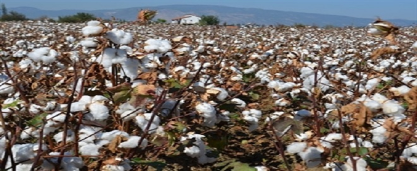 Sökeli Üreticinin Pamukta Fiyat Endişesi Devam Ediyor