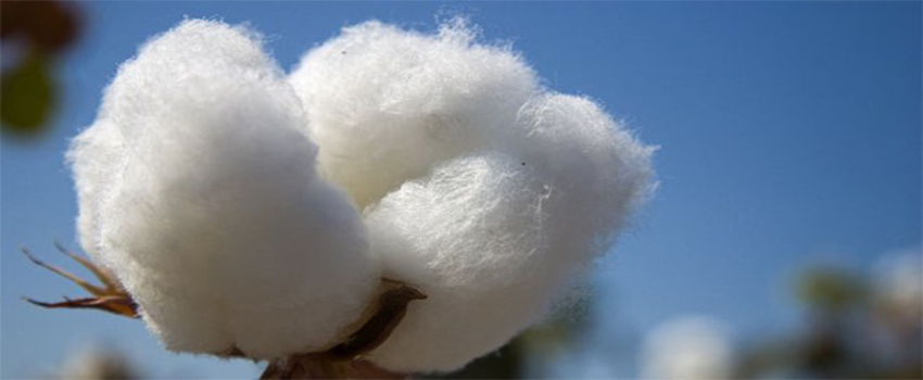 Yağmur Suyu Yiyen Pamuk, Lif Zayıflığından 1,1 Liradan Alıcı Buluyor