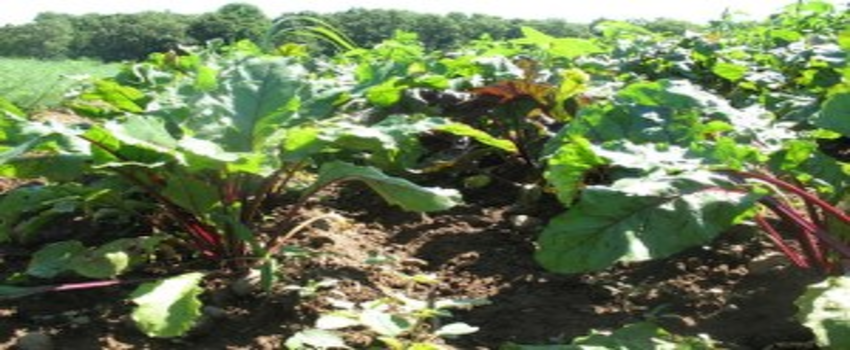 Pancar Tarımı Can Çekişiyor