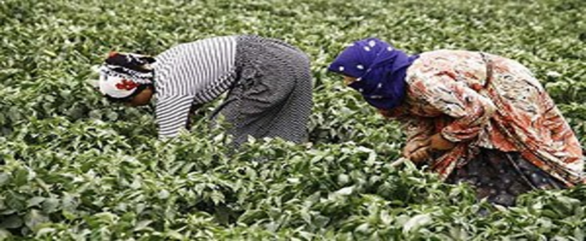 Urla`da Üretici Kadın Kooperatifi Kuruldu