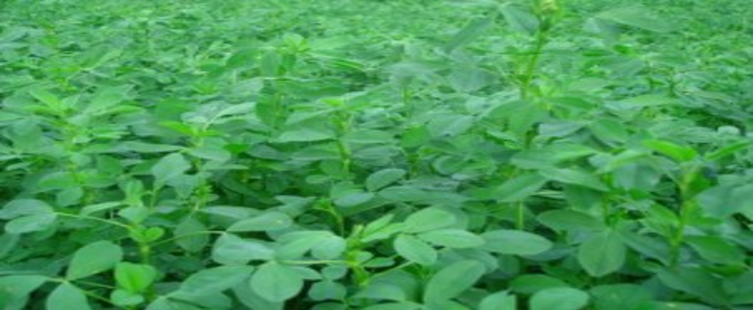 Aksaray Yoncasına Talep Artıyor