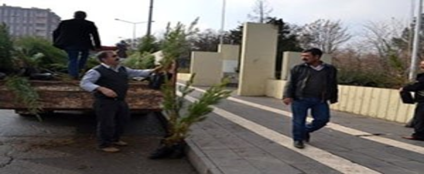 Gel Vatandaş Gel Bu Fidanlar Bedava