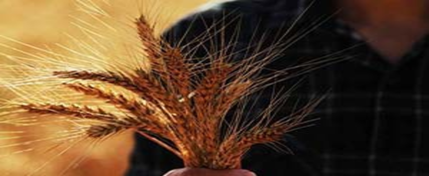 Uşak`ın 2014 Yılı Tarımsal Faliyetleri