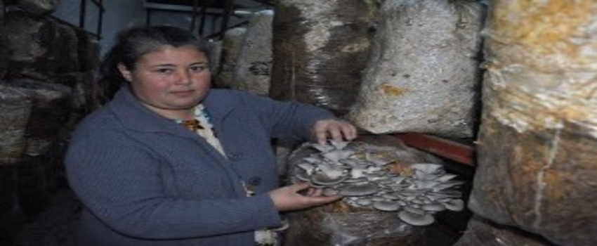 Köylü Kadınlar Kayın Mantarı Hasadına Başladı