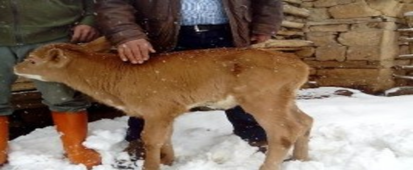 Yeni Doğan Buzağı Çiftçiyi Şaşkına Çevirdi