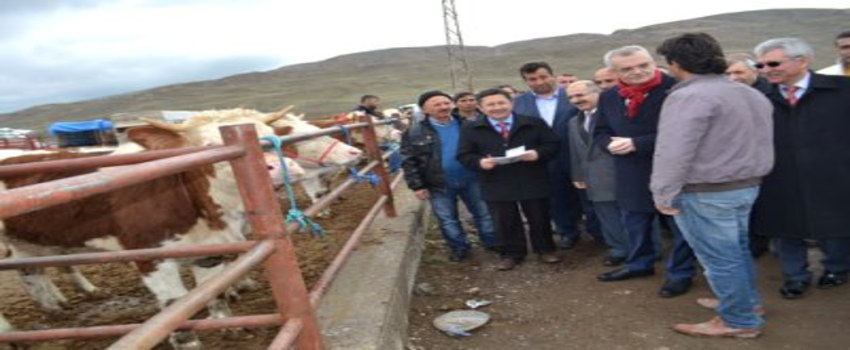 Çankırı`da Çiftçilere `Hayvancılık Desteği` Sürüyor