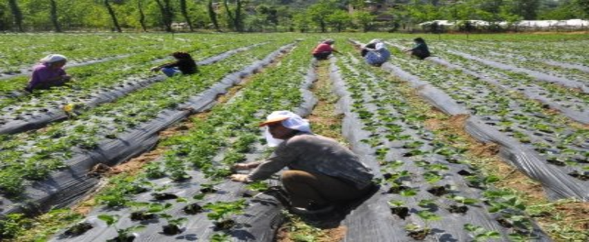 Doğu Karadeniz`de Tarım İstihdamı Düştü