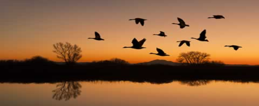 Göç Güzergahındaki Türkiye`de Mevsime Bağlı Kuş Gribi RİSKİ Arttı