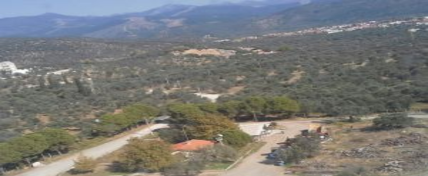 Edremit Belediyesi Zeytinliklerini Kiralıyor