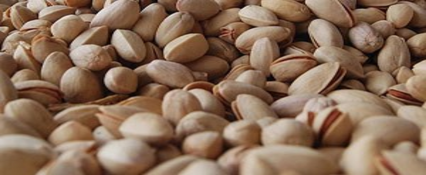 `Bu yıl Antep fıstığına doyacağız`