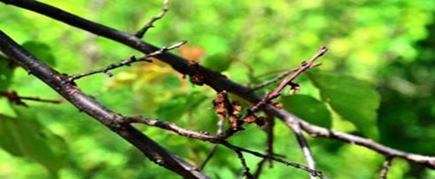 Kayısı Üreticileri Başbakan Davutoğlu`ndan Müjde Bekliyor