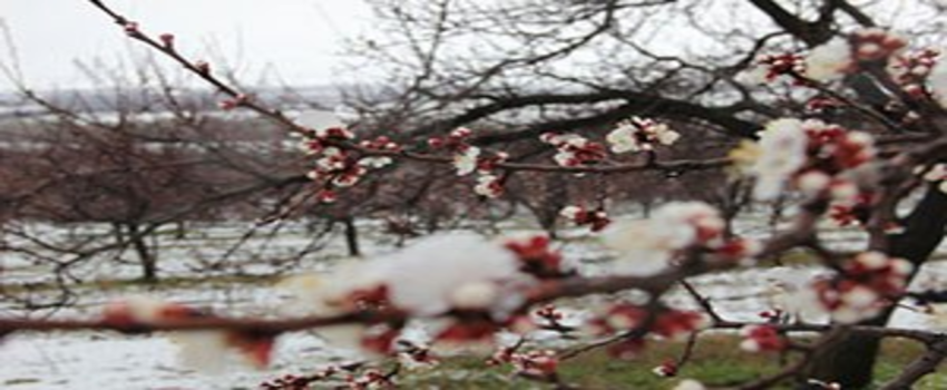 Kayısı Bahçelerini Soğuk ve Yağışlı Hava Vurdu