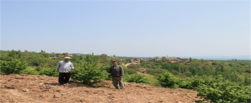 Yenişehir Fındıkları Yurt Dışına İhraç Ediliyor