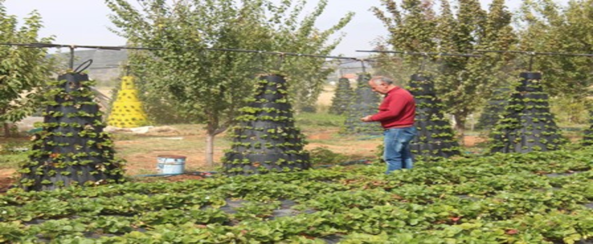 Hüyüklü çiftçinin asgari ücreti organik çilekten