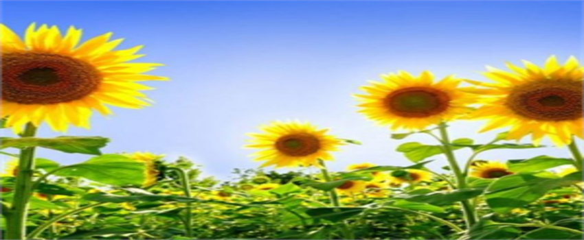 Ayçiçek Yağı Fiyatları Uçuşa Geçti