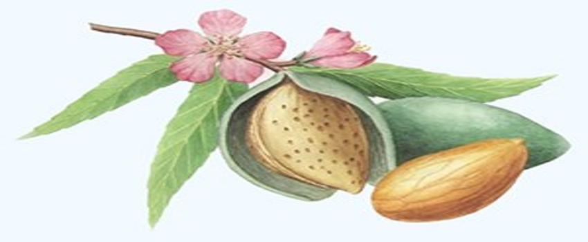 Çekirdekten Badem Yetiştiriyor