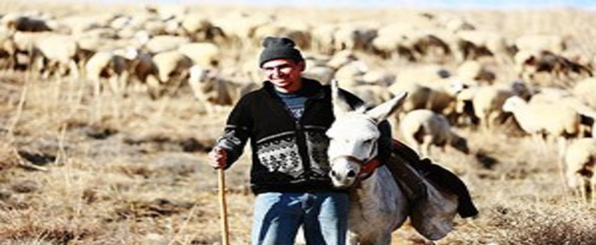 Çoban açığına mülteci önerisi