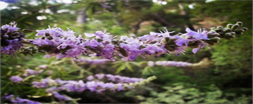 Hayıtın Faydaları Saymakla Bitmiyor