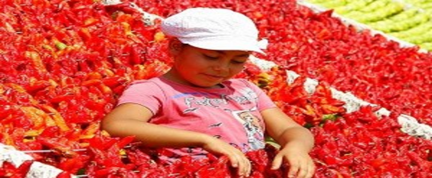 Gaziantep kurutmalık mevsimine geçti