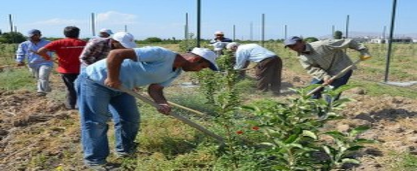 Meyveciliği `eğitim kampüsü`nde öğrenecekler