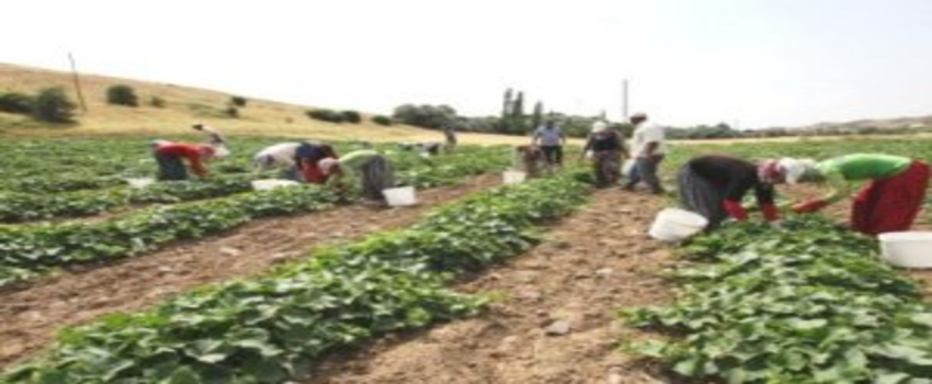 Turşuluk Salatalık Hasadı Rötarlı Başladı