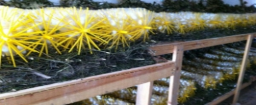 Evlerinde Böcek Yetiştirdiler