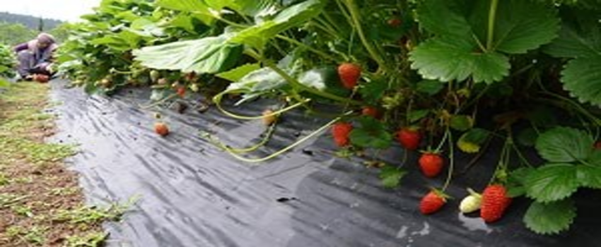 Avrupa`nın Gözdesi Uludağ Çileği Yeniden Doğuyor