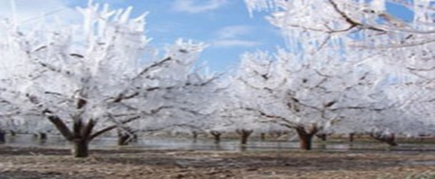 Don Desteği İcmalleri Askıda