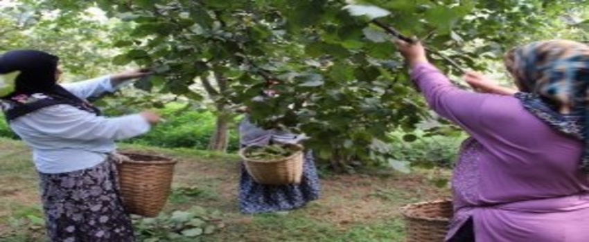 Giresun`da Yeni Mahsul Fındık Hasadı Başladı