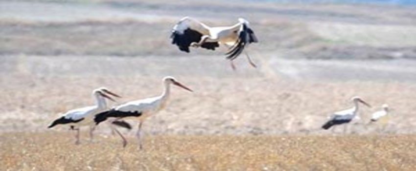 Tarla Faresiyle Mücadelede Çiftçinin En Büyük Yardımcısı Leylekler