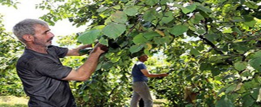 `Yeşil altın`da hasat zamanı