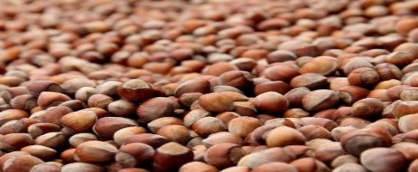 20 Sezonda 25.6 Milyar Dolarlık Fındık İhraç Edildi