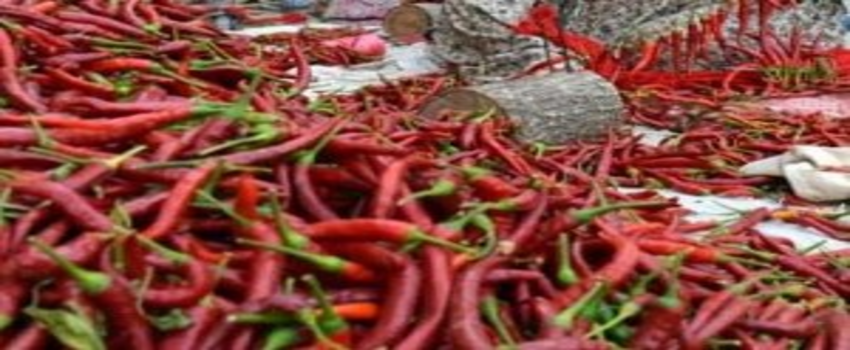 30 İle Genetiği Değiştirilmemiş Biber Üretiyor