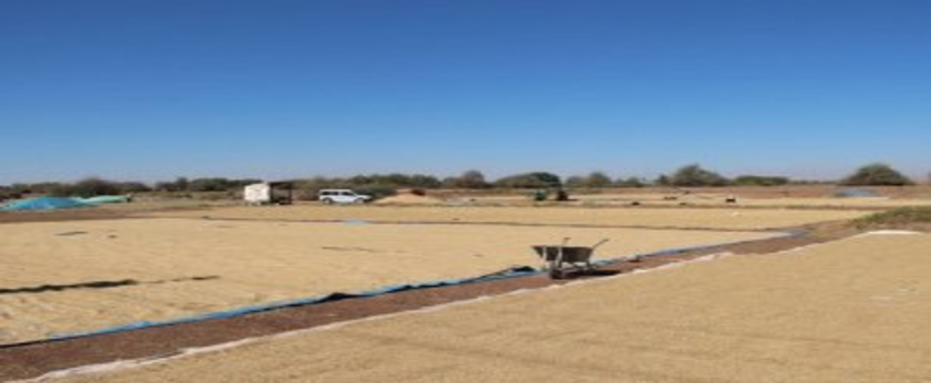 Çankırı, Çeltik Üretiminde 10. Sırada