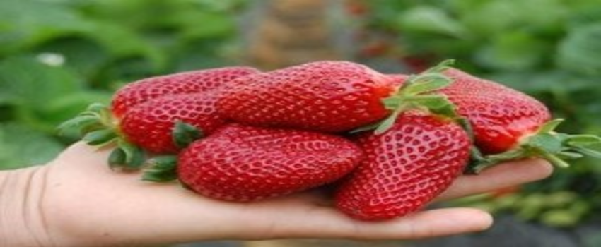 Osmaniye`de `Çilek Üretimini Geliştirme Projesi`