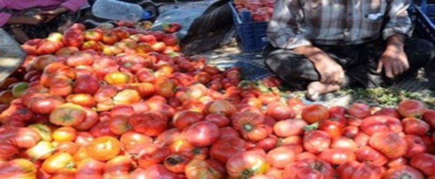 Çilekten Sonra Pembe Domateste De Başarı Hikayesi Yazdılar