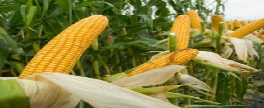 Çukurova Çiftçisi Pamuktan Mısıra Yöneldi