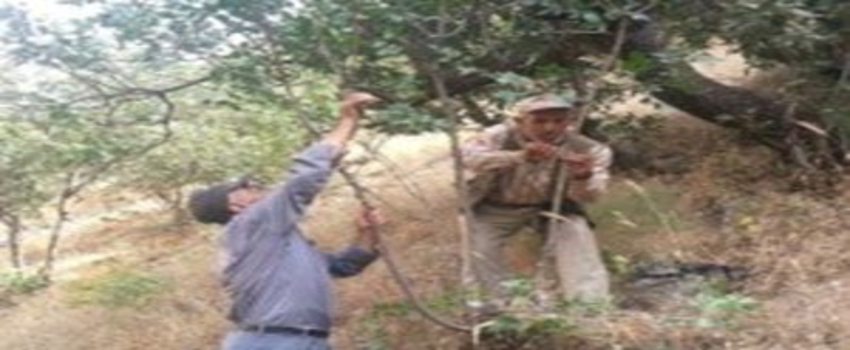 DAP Kalkınma İdaresi`nin Desteklediği Projeler Meyvelerini Vermeye Başladı