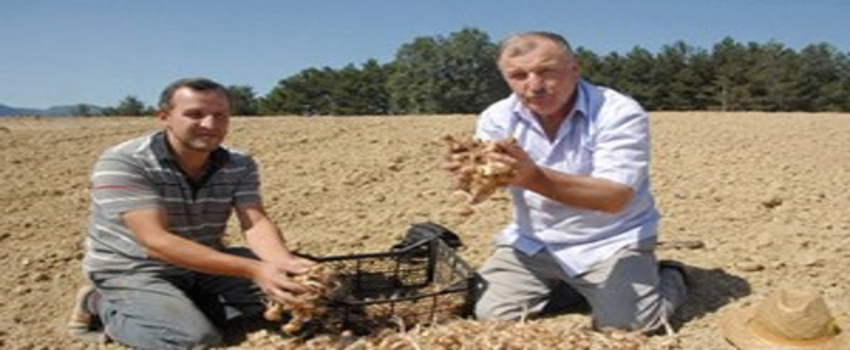 Enişte ve Kayınbirader, Safran Üreticiliğine Başladı