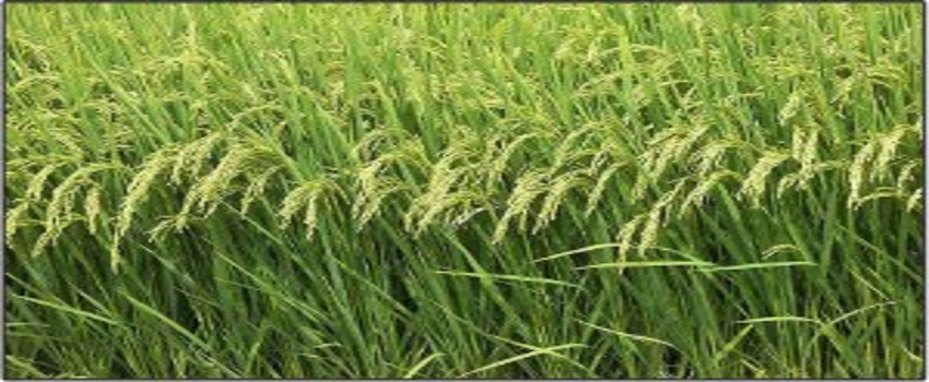 Hanönü`de çeltik hasadı başladı