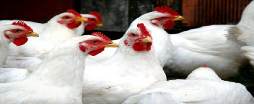 Kanatlıda Küçük Ölçekli Satışlar İçin Kurallar Belirlendi